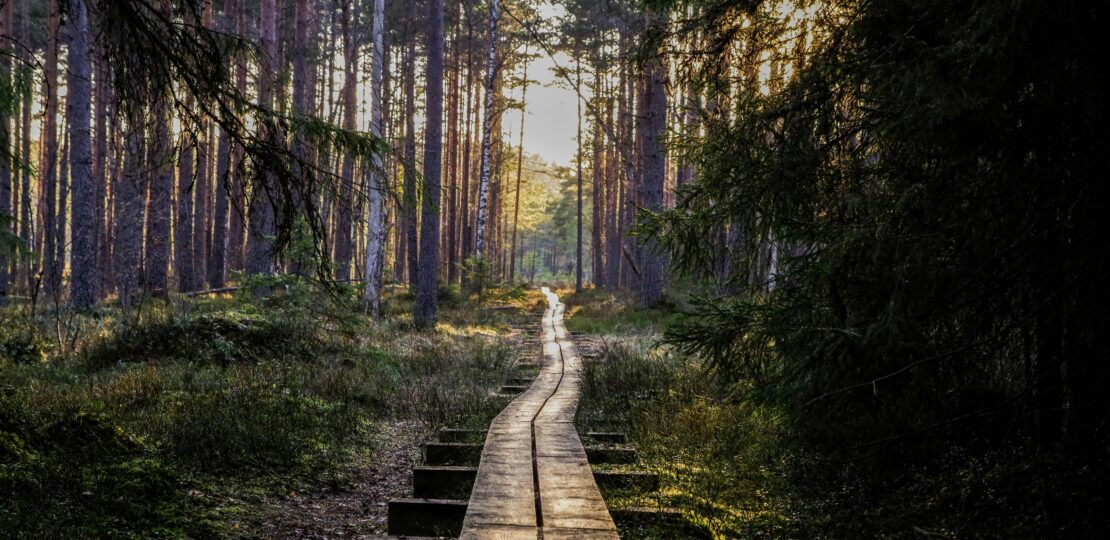 pexels-pille-kirsi-222198-1009355